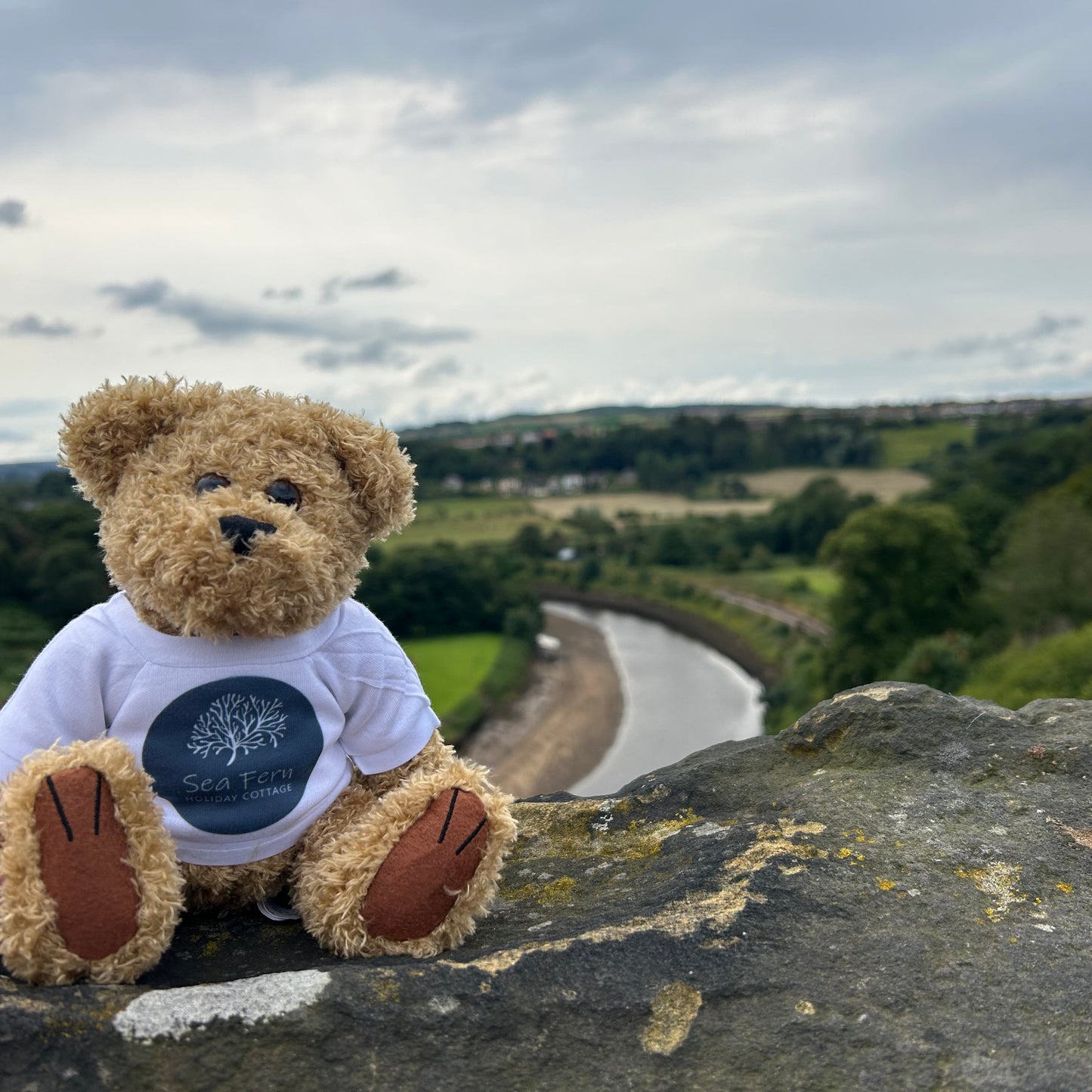 Branded teddies - promotional teddy bear